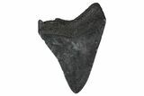 Fossil Megalodon Tooth - South Carolina #374760-1